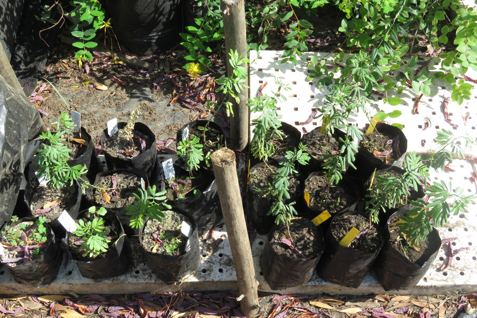 adesmia bijuga-esquejes in situ